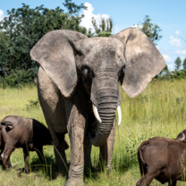 Elephant in Imire 