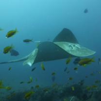 Diverse Marine Life