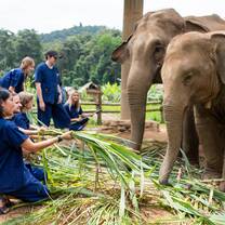 Volunteer with Elephants in Thailand
