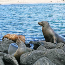 Instituto Superior de Español Galapagos Islands Program to learn Spanish