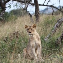 Wildlife volunteering in South Africa