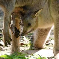 Wildlife Conservation in Australia with Love Volunteers!