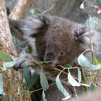 Wildlife Conservation in Australia with Love Volunteers!