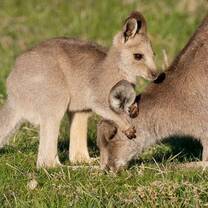 Wildlife Conservation in Australia with Love Volunteers!