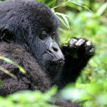 GEI Global Custom Internship - Rwanda