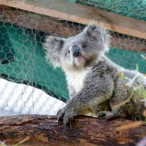 Wildlife Conservation in Australia with Love Volunteers!