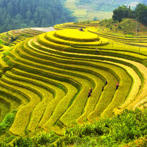GEI Vietnam