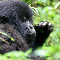GEI Global Custom Internship - Rwanda