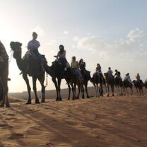 students riding camels in the desert