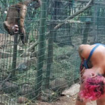 capuchin