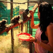 marmosets