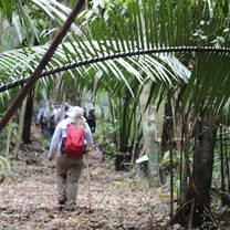 Student walking in the rainforest