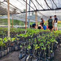 Our mangrove nursery is looking good!