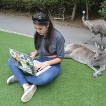 Student works on computer while surrounded by kangaroos and birds!