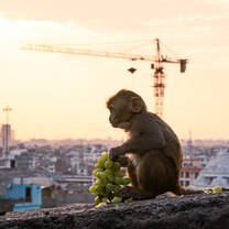 Monkey eating grapes