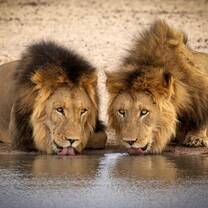 Big 5 - lions