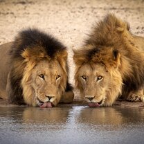 Big 5 - lions