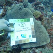 Coral Watch