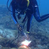 One of our Research Buddies doing Coral Watch