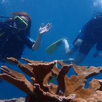 Diving on our Elkorn out-plant site