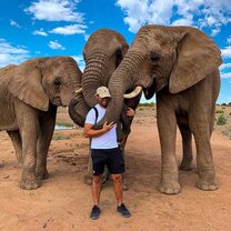 Big 5 - elephants