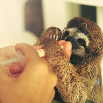 Feeding baby sloth