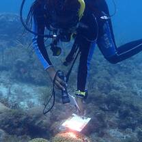 One of our Research Buddies doing Coral Watch