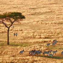 Big 5 - Zebras