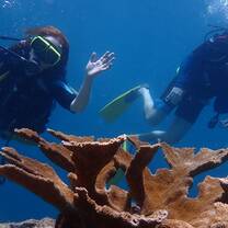 Diving on our Elkorn out-plant site