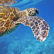 Sea turtle