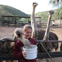 Student feeds ostriches in South Africa