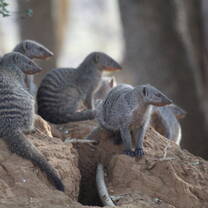 Banded mongoose