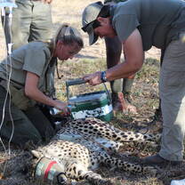 Cheetah reintroduction