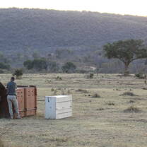 Cheetah in their new home