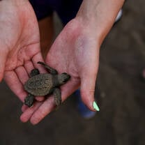 Rustic Pathways turtle conservation in Costa Rica