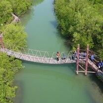Explore Mangrove reforestation
