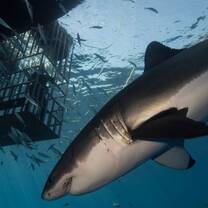 Shark Dive