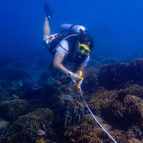 Conducting surveys to look at our Nudibranch populations