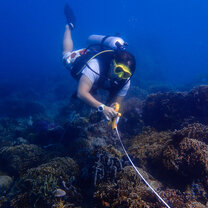 Conducting surveys to look at our Nudibranch populations