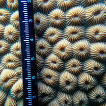 A close up a coral colony