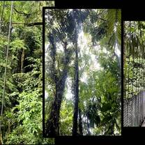 Visiting the tropical rain forest canopy