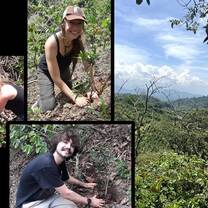 Reforestation