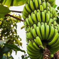 Banana plantation