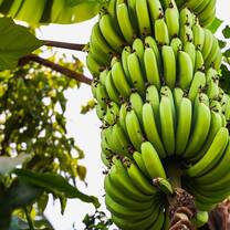 Banana plantation