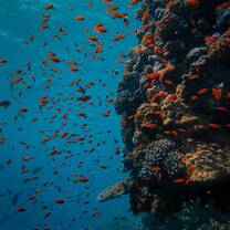 Scuba diving exp