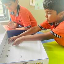 Entomology Project