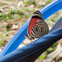 Volunteer in Environmental Conservation with LV!