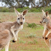Volunteer in Wildlife Conservation with LV!