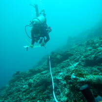 Participant conducting a fish census