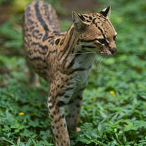 Volunteer in Wildlife Conservation with LV!